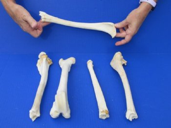 Wholesale Deer Leg Bones 10 to 12 inch - 5 @ $4.00 each  <font color=red> Sale Price $3.00 each</font>