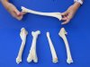 Wholesale 5 piece lot of deer leg bones, commercial grade with natural imperfections 9 to 12 inches. You will receive 5 deer leg bones similar to the photo for $2.40 each