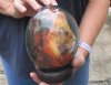 Decoupage Ostrich Egg with wood bangle stand - 3D Lion portrait with black background and African map design - 6 inches tall. You are buying the Decoupage ostrich egg in the photo for $45