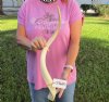 24 inch South African Kudu Inner Horn Core - You are buying the horn core shown in the photos for $15
