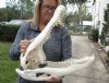 21 inch A grade Florida Alligator Skull from an estimated 11 foot Florida gator - You are buying the gator skull shown for $240.00