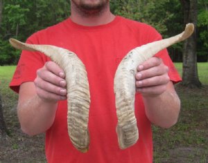 Matching Pairs of Sheep Horns Hand Picked 
