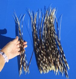 12 to 18 inch African Porcupine Quills (Hystrix africaeaustralis), 100 piece lot for $75