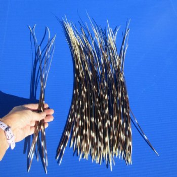 12 to 18 inch African Porcupine Quills (Hystrix africaeaustralis), 100 piece lot for $75