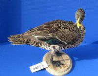 10 inch tall Real African Yellow Billed Duck (Anas undulata) mounted on a Oval Wooden Base for $275.00