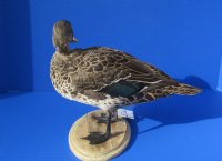 10 inch tall Real African Yellow Billed Duck (Anas undulata) mounted on a Oval Wooden Base for $275.00
