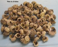 Wholesale delphinula laciniata shells for crafts - 1-1/4 inch to 2-1/2 inch - 20 kilos @ $1.75 kilo (44 pounds) 