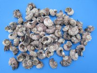 Wholesale delphinula laciniata shells - 1-1/4 inch to 2-1/2 inch - 2 kilos @ $2.00 kilo - Min: 4 kilos 