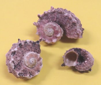 Wholesale delphinula laciniata shells for crafts - 1-1/4 inch to 2-1/2 inch - 20 kilos @ $1.75 kilo (44 pounds) 
