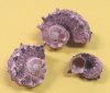 Wholesale delphinula laciniata shells for crafts -  1-1/4 inch to 2-1/2 inch - Case of 20 kilos @ $1.75 kilo (44 pounds) 