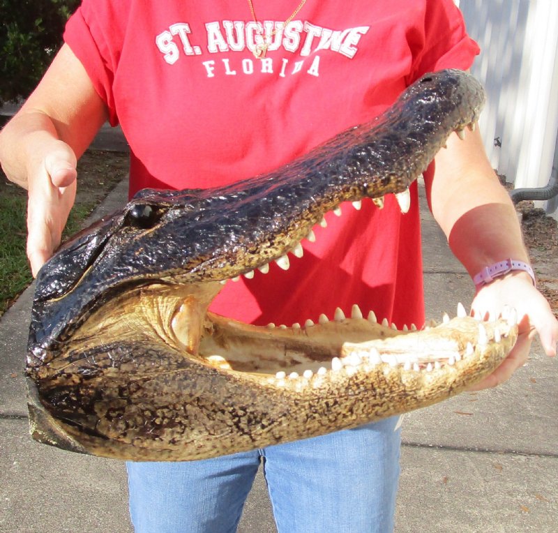 Extra large 19 inch Alligator Head for Sale from an approximate 11 foot Louisiana gator