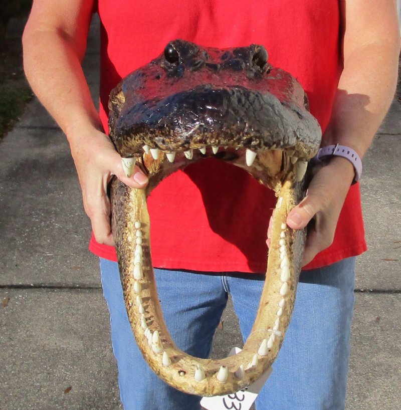Extra large 19 inch Alligator Head for Sale from an approximate 11 foot Louisiana gator