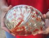 Polished red abalone shell 7 inches long - you are buying the shell pictured for $23