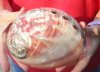 Polished red abalone shell 6-3/4 inches long - you are buying the shell pictured for $20