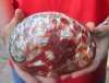 Polished red abalone shell 6-1/4 inches long - you are buying the shell pictured for $20