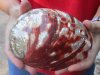 Polished red abalone shell 6 inches long - you are buying the shell pictured for $20