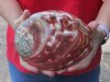 Polished red abalone shell 7 inches long - you are buying the shell pictured for $23