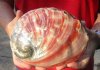 Polished red abalone shell 6-3/4 inches long - you are buying the shell pictured for $20