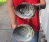 2 pc Natural Green Abalone shells measuring 6 and 6-1/2 inches - You will receive the 2 pictured for $20