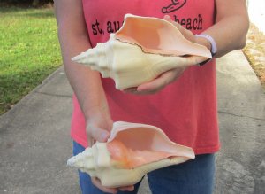 Chank Shells Hand Picked Pricing