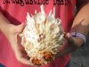 Spiny Oyster pair (Spondylus Leucacanthus) measuring 6-3/4 by 5-1/4 inches - You are buying the Spiny Oyster pair pictured for $26