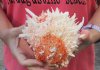 Spiny Oyster pair (Spondylus Leucacanthus) measuring 5-1/4 by 6 inches - You are buying the Spiny Oyster pair pictured for $24
