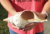 11 inches horse conch for sale, Florida's state seashell, review all photos as you are buying this one for $25