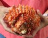 Spiny Oyster pair (Spondylus princeps) measuring 5-1/2 by 4-3/4 inches - You are buying the Spiny Oyster pair pictured for $28