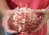 Spiny Oyster pair (Spondylus princeps) measuring 5-1/4 by 4-3/4 inches - You are buying the Spiny Oyster pair pictured for $28