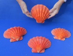 Lion's Paw Scallop Hand Picked