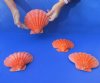 4 piece lot of Orange Lion Paw shells for sale, 6 to 6-1/2 inches - Review all photos. You are buying the shells pictured for $20/lot