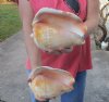 Pacific Giant Conch Shell - Strombus Galeatus