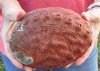 Natural Red Abalone Shell for Shell decor 7-1/4 inches wide, commercial grade - You are buying the shell pictured for $20