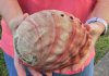 Natural Red Abalone Shell for Shell decor 7 inches wide, commercial grade - You are buying the shell pictured for $20