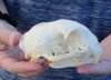 #2 grade Bobcat Skull (Jaws glued shut) measuring 5 inches long - This is a discounted / damaged skull. You are buying the skull shown for $32
