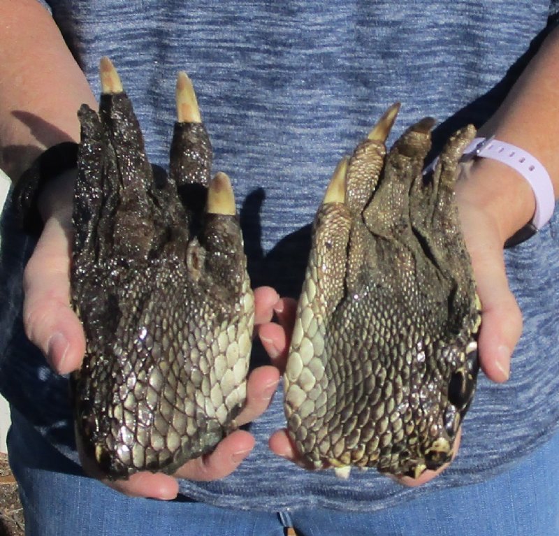 2 piece lot of Preserved Florida Alligator Feet for sale 61/2 and 71/