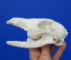 6 inches #2 Grade African Black Backed Jackal Skull (missing most of its teeth) - You are buying this one for $30.00