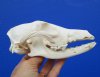 6 inches #2 Grade African Black Backed Jackal Skull (missing lots of teeth) - You are buying this one for $30.00