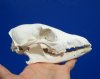 6-1/4 inches #2 Grade African Black Backed Jackal Skull (missing lots of teeth) - You are buying this one for $30.00