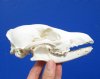 6-1/4 inches #2 Grade African Black Backed Jackal Skull (missing lots of teeth) - You are buying this one for $30.00