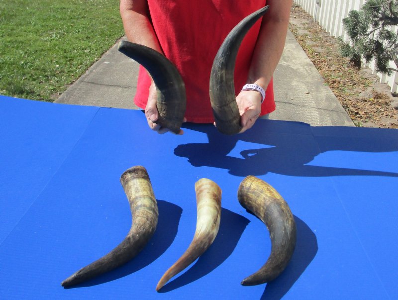 5 pc lot of Natural Cow Horns, Cattle Horns for sale