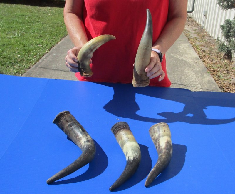 5 pc lot of Natural Cow Horns, Cattle Horns for sale