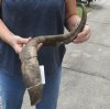 28 inch Goat Horn for sale - $20.00 - You will receive the horn in shown