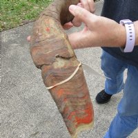 25 inch Goat Horn for sale - $20.00 - You will receive the horn in shown