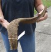 27 inch Goat Horn for sale - $25.00 - You will receive the horn in shown