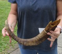 26 inch Goat Horn for sale - $22.00 