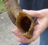 26 inch Goat Horn for sale - $22.00 