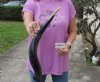 Polished Kudu horn for sale measuring 21 inches, for making a shofar.  You are buying the horn in the photos for $43