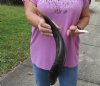 Polished Kudu horn for sale measuring 19 inches, for making a shofar.  You are buying the horn in the photos for $35
