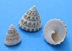 Wholesale Small natural trochus snail shells - 2 kilo bag @ $4.00/bag